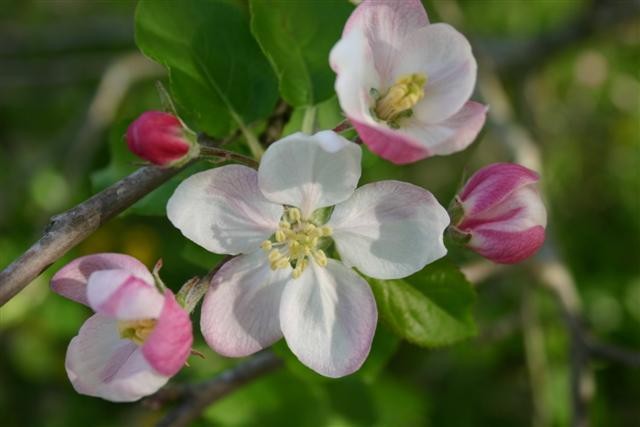 floral de bach essencia crab apple-blossoms terapia floral