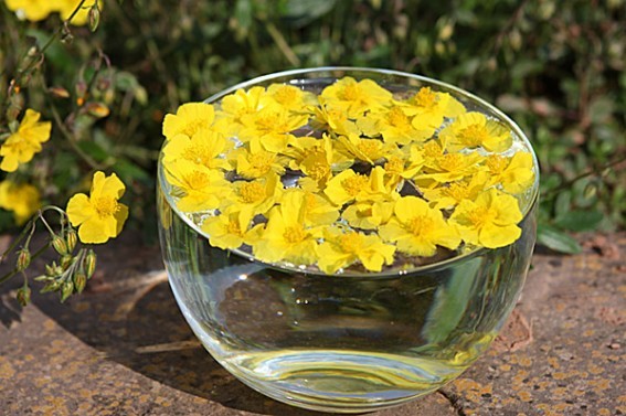 metodo solar de extracao de essencias florais - floral de bach RockRose-567x377